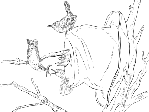 House Wrens Coloring Page